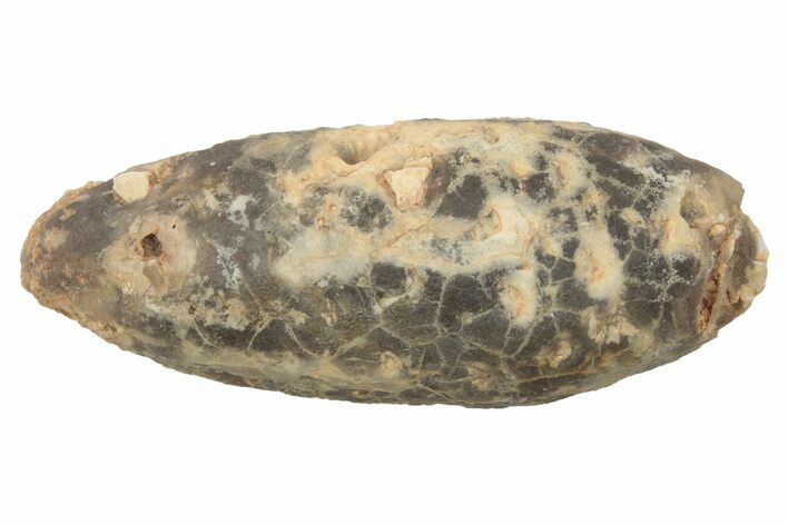 Fossil Seed Cone (Or Aggregate Fruit) - Morocco #234146